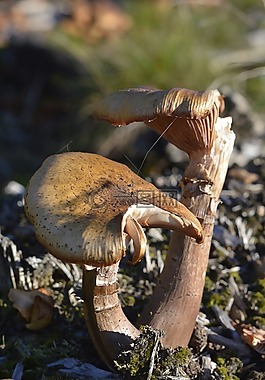 蘑菇,森林,有毒