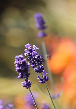 薰衣草,花,英格蘭