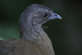 chachalaca,ave,鸟