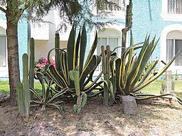 性質(zhì),墨西哥,景觀