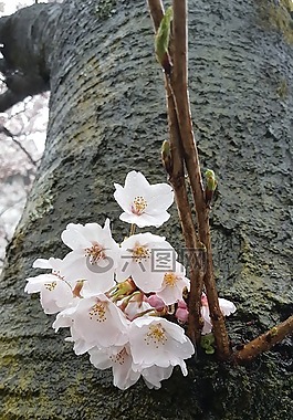 非,櫻桃花,春天