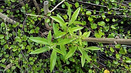 hierbaluisa,綠色,植物