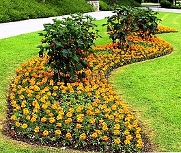 公园,折扣,花坛