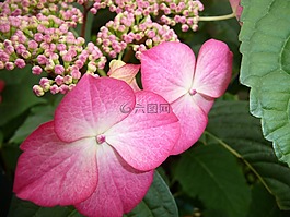 花,關(guān)閉,繡球