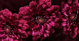 花,紫色,開花