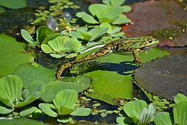 青蛙,性質(zhì),動(dòng)物