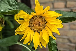 太陽(yáng)花,開(kāi)花,黃色