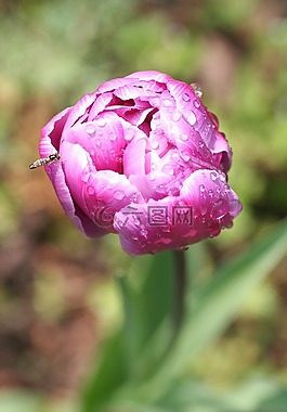 花,牡丹,粉色