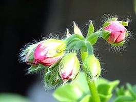 天竺葵,芽,粉色