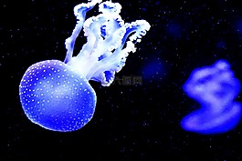 水母,水族館,水下