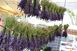 法國,薰衣草,普羅旺斯