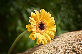 瑪格麗特,花,廠