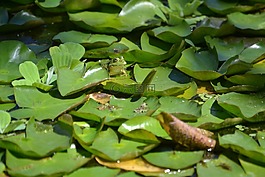 青蛙,兩棲類動物,蜮