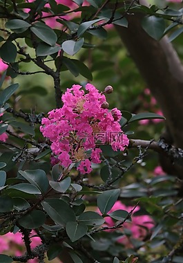 科,單花,樹
