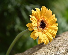 瑪格麗特,花,開(kāi)花
