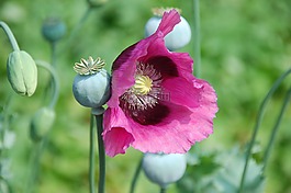 花,性質(zhì),廠