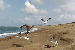 海,海灘,海鷗