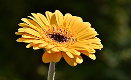 非洲菊,花,開花