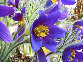 pasque 花,花,春天