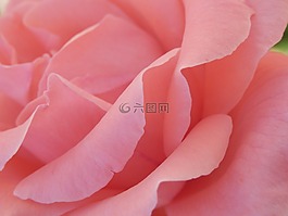玫瑰,花瓣,花
