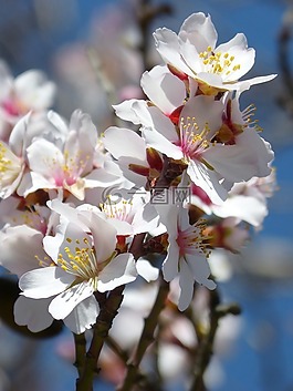 杏仁树开花,花,分支机构