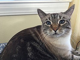 猫,面对不高兴,使恼火