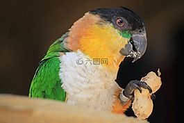 鳥,鸚鵡,動(dòng)物