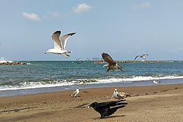 海,海灘,海鷗
