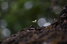 繁茂,樹,性質