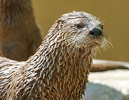 奧特,野生動物,動物