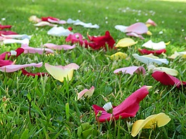 玫瑰,花瓣,草