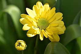 树的雏菊,花,厂