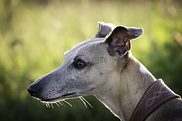 狗,whipet,猎犬