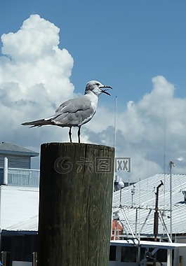 海鷗,鷗,鳥