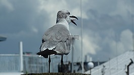 海鷗,鷗,鳥