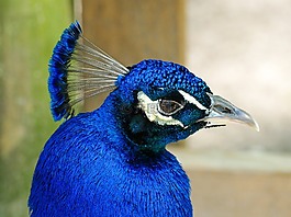 孔雀,鳥,藍(lán)色