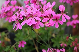 鮮花,粉色,開花