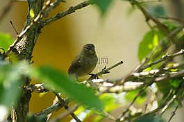 性質(zhì),芬蘭,哥倫比亞