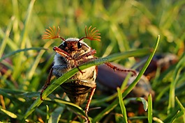 maybug,甲殼蟲,宏