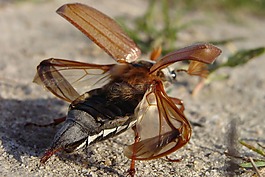 maybug,甲殼蟲(chóng),宏