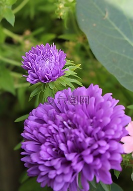 紫色,花卉,花園