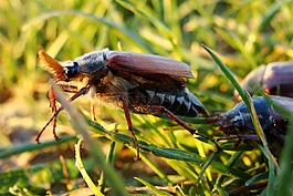 maybug,甲殼蟲(chóng),宏