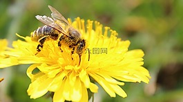 蜜蜂,開花,花粉