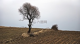 樹,景觀,性質(zhì)