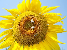向日葵黃,蜜蜂,授粉