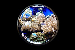 魚,水族館,夜