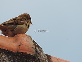 麻雀,小鳥,屋頂