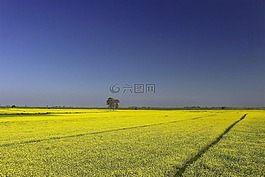 芥末,農業,培養