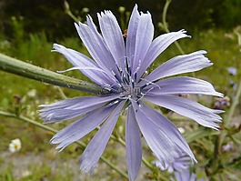 菊苣,野生花卉,野生