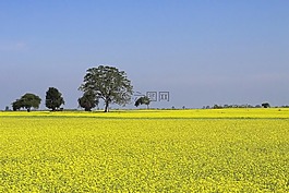 芥末,農(nóng)業(yè),培養(yǎng)